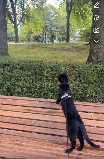 KATER HALF SIAMMEES EN HALF MAIN COON beschikbaar voor biedingen