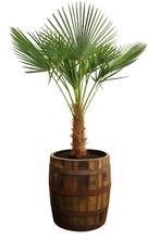 Eikenhouten bloembakken - wijn/whiskyvaten - Tuindecoratie, Tuin, Rond, Nieuw, Ophalen of Verzenden