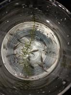 Verschillende guppen, Dieren en Toebehoren, Vis