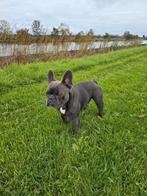 Dekreu, Dieren en Toebehoren, Honden | Bulldogs, Pinschers en Molossers, Rabiës (hondsdolheid), Reu, 1 tot 2 jaar, Bulldog