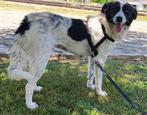 Liefste gezinshond uit Griekenland; Stella., Particulier, 1 tot 2 jaar, Buitenland, Teef