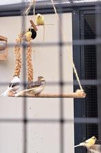 Jonge kanaries, Dieren en Toebehoren, Vogels | Kanaries, Meerdere dieren, Kleurkanarie