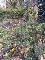 Walnoten boompje, Ophalen, Volle zon, Overige soorten, Minder dan 100 cm