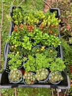 Te koop volle kist sedum en delospermum €20,00, Tuin en Terras, Ophalen, Bodembedekkers, Volle zon, Vaste plant