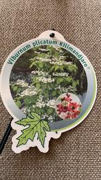 Viburnum plicatum kilimanjaro (3st.), Vaste plant, Halfschaduw, Lente, Ophalen
