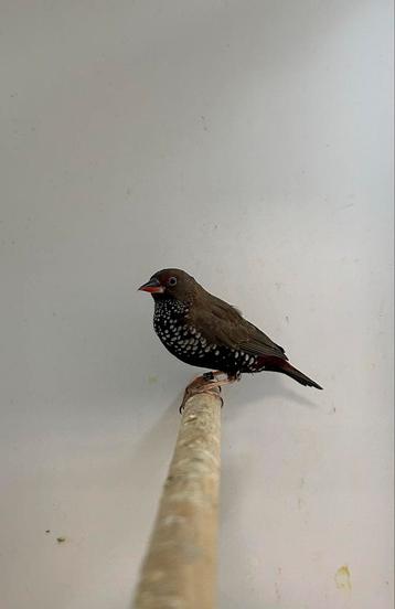 0-1 emblema picta beschikbaar voor biedingen