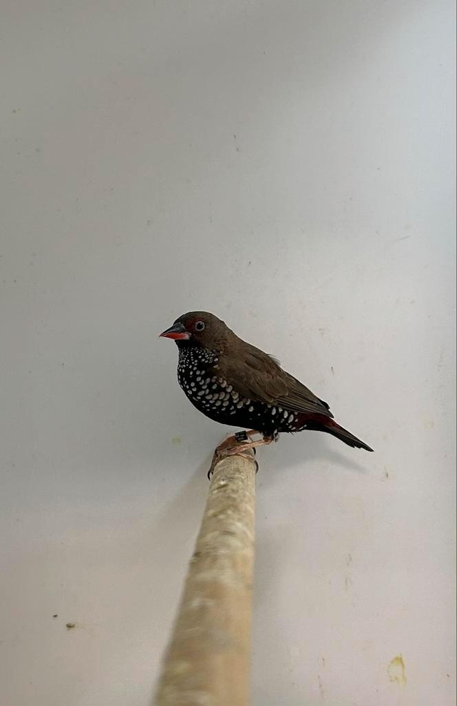 0-1 emblema picta, Dieren en Toebehoren, Vogels | Overige Vogels, Tropenvogel, Vrouwelijk, Geringd