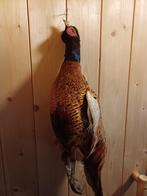 Opgezette Fazant haan, Verzamelen, Dierenverzamelingen, Ophalen, Zo goed als nieuw, Vogel, Opgezet dier