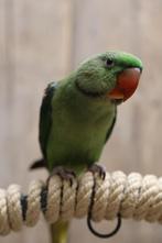 Jonge Alexander Parkiet | Handtam | Rustig, Dieren en Toebehoren, Vogels | Parkieten en Papegaaien, Meerdere dieren, Parkiet, Pratend