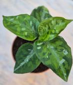 Aglaonema Pictum Tricolor p8 (2)