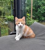 Schitterend rood katertje verdient een kans, Kater, Kortharig, 0 tot 2 jaar