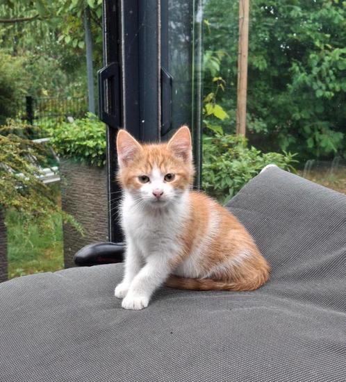 Schitterend rood katertje verdient een kans, Dieren en Toebehoren, Katten en Kittens | Overige Katten, Kortharig, Kater, 0 tot 2 jaar