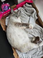 Mooie lieve kittens Siamees kruizing Cyprus