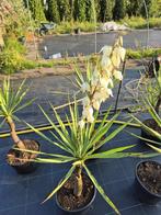 Yucca filamentosa (Palmlelie), Volle zon, Vaste plant, Zomer, Ophalen
