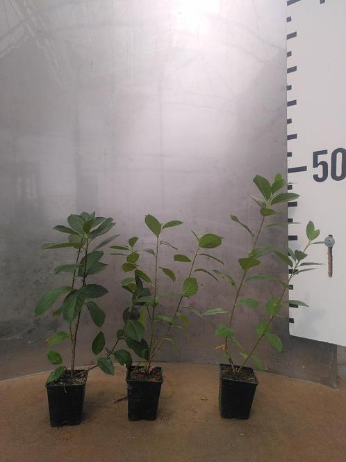 Zwarte Appelbes Aronia melanocarpa, Tuin en Terras, Planten | Struiken en Hagen, Struik, Overige soorten, Minder dan 100 cm, Ophalen of Verzenden