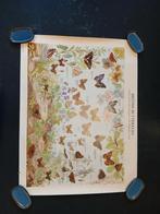 Poster met vlinders. 4 stuks. Met soorten vermeld., Ophalen of Verzenden, Minder dan 50 cm, Foto of Poster, Minder dan 50 cm