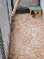 Jungle bush kwartel, Dieren en Toebehoren, Mannelijk, Overige soorten