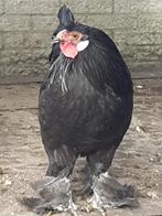 zwarte jonge hollandse kraaikop kriel haan, Dieren en Toebehoren, Pluimvee, Mannelijk, Kip