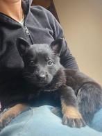 Laatste duitse herder teefje zoekt haar forever home., Dieren en Toebehoren, Honden | Herdershonden en Veedrijvers, 8 tot 15 weken