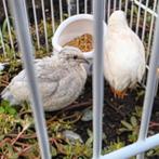 Chinese dwergkwartel koppel, Dieren en Toebehoren, Meerdere dieren