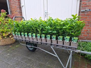 Prunus laur. 'Novita' haaglaurier / laurier volop voorraad! beschikbaar voor biedingen