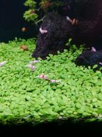 Crystal Red Garnalen, Kreeft, Krab of Garnaal, Zoetwatervis, Schoolvis