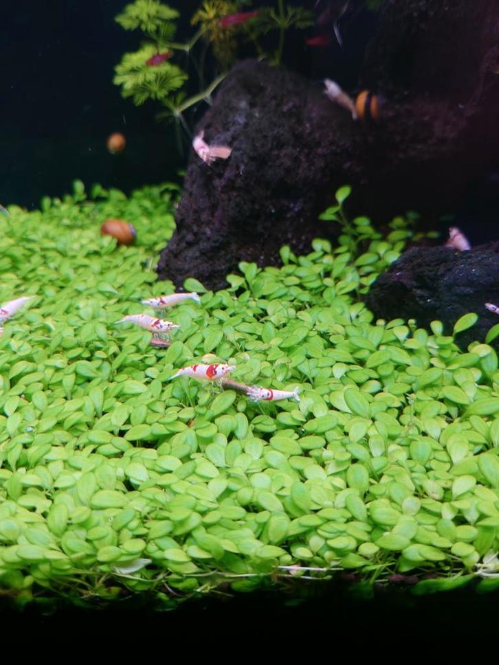 Crystal Red Garnalen, Dieren en Toebehoren, Vissen | Aquariumvissen, Zoetwatervis, Kreeft, Krab of Garnaal, Schoolvis