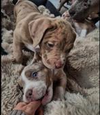 Bully xl pups, Dieren en Toebehoren, Rabiës (hondsdolheid), Overige rassen, 8 tot 15 weken, Meerdere