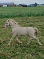 Mooie welsh a veulens, Dieren en Toebehoren, Niet van toepassing, 0 tot 2 jaar, A pony (tot 1.17m), Meerdere dieren