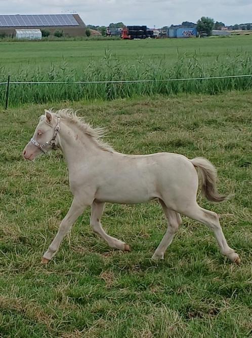 Mooi vos Welsh a hengstveulen, Dieren en Toebehoren, Pony's, Meerdere dieren, Niet van toepassing, A pony (tot 1.17m), Recreatiepony