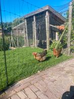 Kippen net 30 meter lengte, Dieren en Toebehoren, Pluimvee | Toebehoren, Ophalen, Zo goed als nieuw, Kippenhok of Kippenren