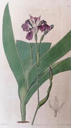 Antieke kopergravure van Syd Edwards - Paarse Iris, Antiek en Kunst, Kunst | Etsen en Gravures, Ophalen of Verzenden