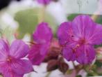 Geranium, Tuin en Terras, Planten | Tuinplanten, Vaste plant, Halfschaduw, Zomer, Ophalen