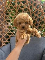 Exclusieve Asia Toypoedel /  / Toypoodle / Toy poodle, Poedel, Particulier, Rabiës (hondsdolheid), 8 tot 15 weken