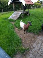 Dwerggeit, Dieren en Toebehoren, Schapen, Geiten en Varkens, Vrouwelijk, Geit