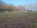 24/7 buitenplek, Dieren en Toebehoren, Stalling en Weidegang, Weidegang, 1 paard of pony
