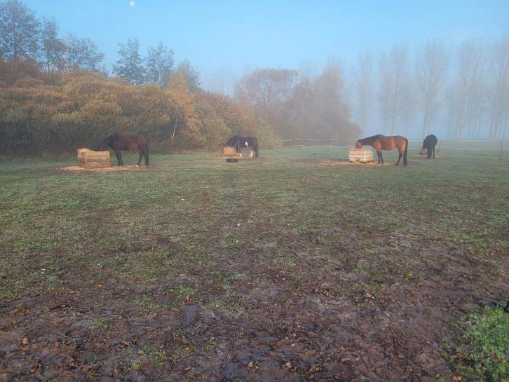 24/7 buitenplek, Dieren en Toebehoren, Stalling en Weidegang, Stalling, Weidegang, 1 paard of pony