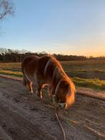 2 super lieve Shetlanders., Dieren en Toebehoren