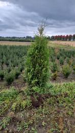 Haagconiferen Thuja Brabant 125 tot 225cm - Coniferen heg, Conifeer, Ophalen, 100 tot 250 cm