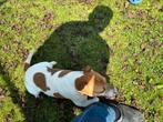 Hond Jack Russel 5 jaar, Dieren en Toebehoren, Honden | Jack Russells en Terriërs, Jack Russell Terriër, Reu, Eén hond, 3 tot 5 jaar