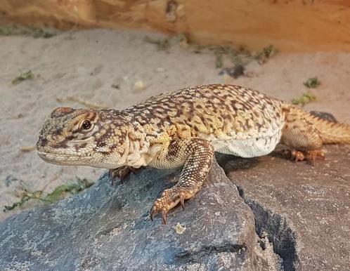 Uromastyx nigriventris, Dieren en Toebehoren, Reptielen en Amfibieën, Hagedis, Tam