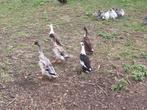 Mooie loopeenden 6x, Dieren en Toebehoren, Meerdere dieren, Eend