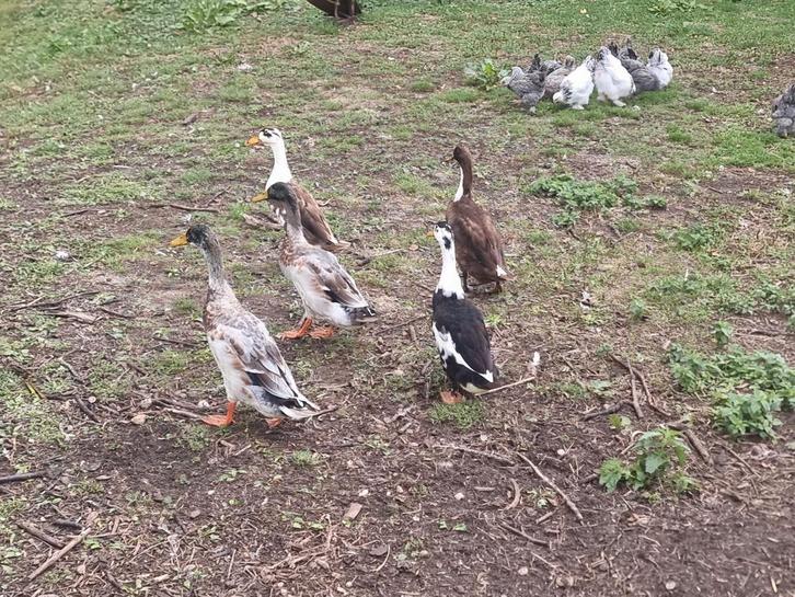Mooie loopeenden 6x, Dieren en Toebehoren, Pluimvee, Eend, Meerdere dieren