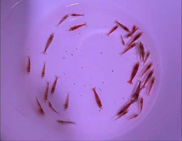 Prachtige Vuurgarnalen!, Dieren en Toebehoren, Vissen | Aquariumvissen, Kreeft, Krab of Garnaal