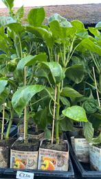 Gele paprika planten, Tuin en Terras, Planten | Tuinplanten, Ophalen, Volle zon, Groenteplanten, Eenjarig
