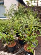 Vlinderstruiken €7,50, Tuin en Terras, Planten | Tuinplanten, Ophalen, Zomer, Overige soorten, Volle zon