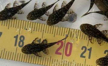 Wabenmuster L519 (Honeycomb) beschikbaar voor biedingen