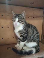 Drie lieve jonge poesjes te koop, Dieren en Toebehoren, Meerdere dieren, Kortharig, 0 tot 2 jaar