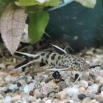Synodontis petricola, Vis