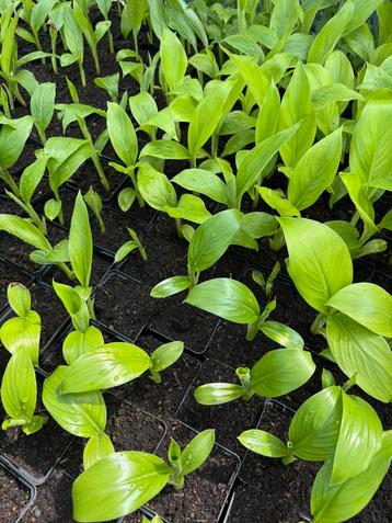 Ensete ventricosum de groene beschikbaar voor biedingen